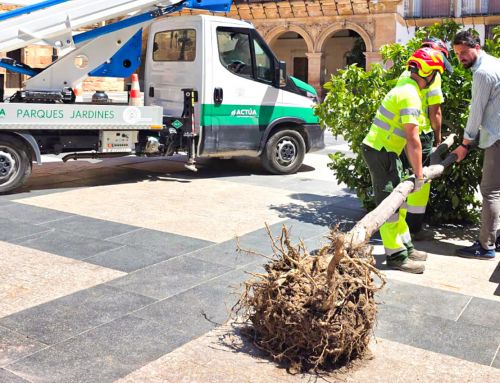 Lorca renovará el arbolado de Plaza de España para ganar sombra y mejorar el entorno urbano