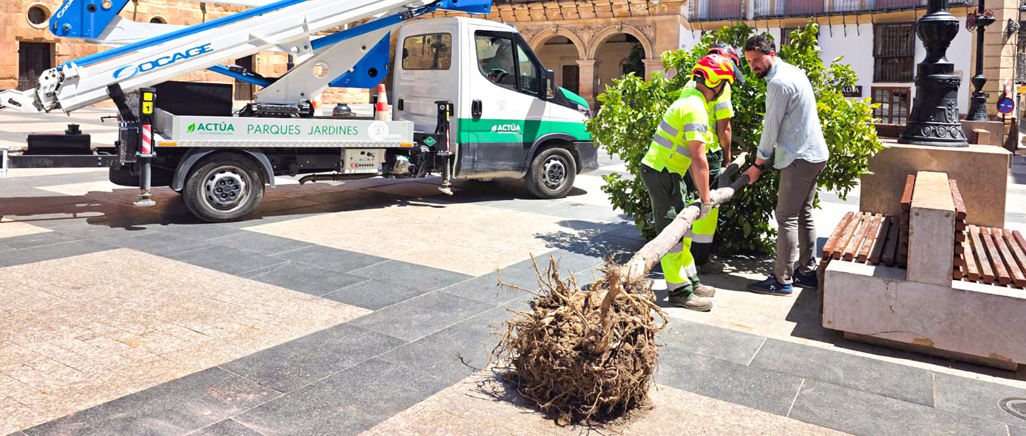 Lorca renovará el arbolado de Plaza de España para ganar sombra y mejorar el entorno urbano