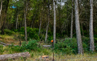 El bosque mediterráneo encuentra en Life Token CO₂ una nueva forma de contar su valor climático