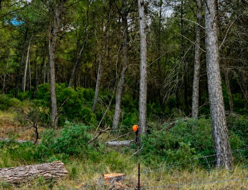 El bosque mediterráneo encuentra en Life Token CO₂ una nueva forma de contar su valor climático