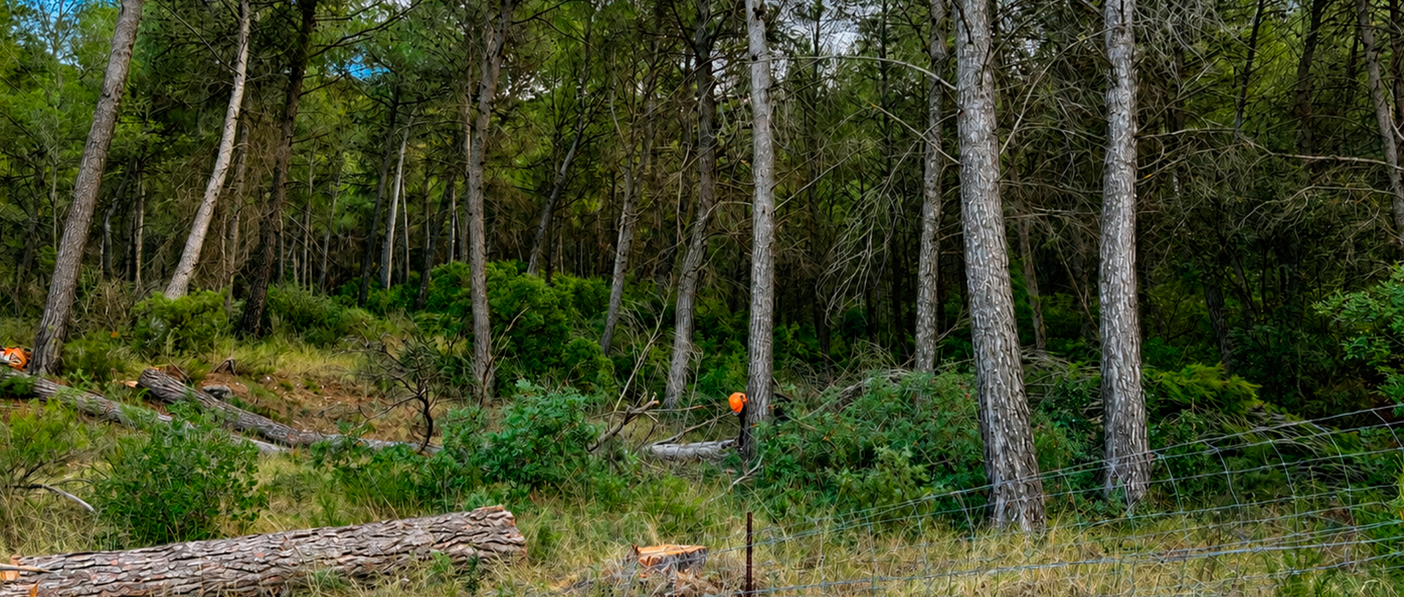 El bosque mediterráneo encuentra en Life Token CO₂ una nueva forma de contar su valor climático