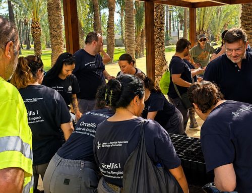 Actúa siembra nuevas palmeras a partir de huesos de dátil en el Palmeral de Orihuela