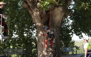 Archena refuerza la revisión preventiva del arbolado singular