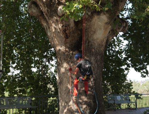 Archena refuerza la revisión preventiva del arbolado singular