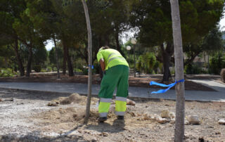 Cartagena renueva el arbolado deteriorado en distintos puntos del municipio