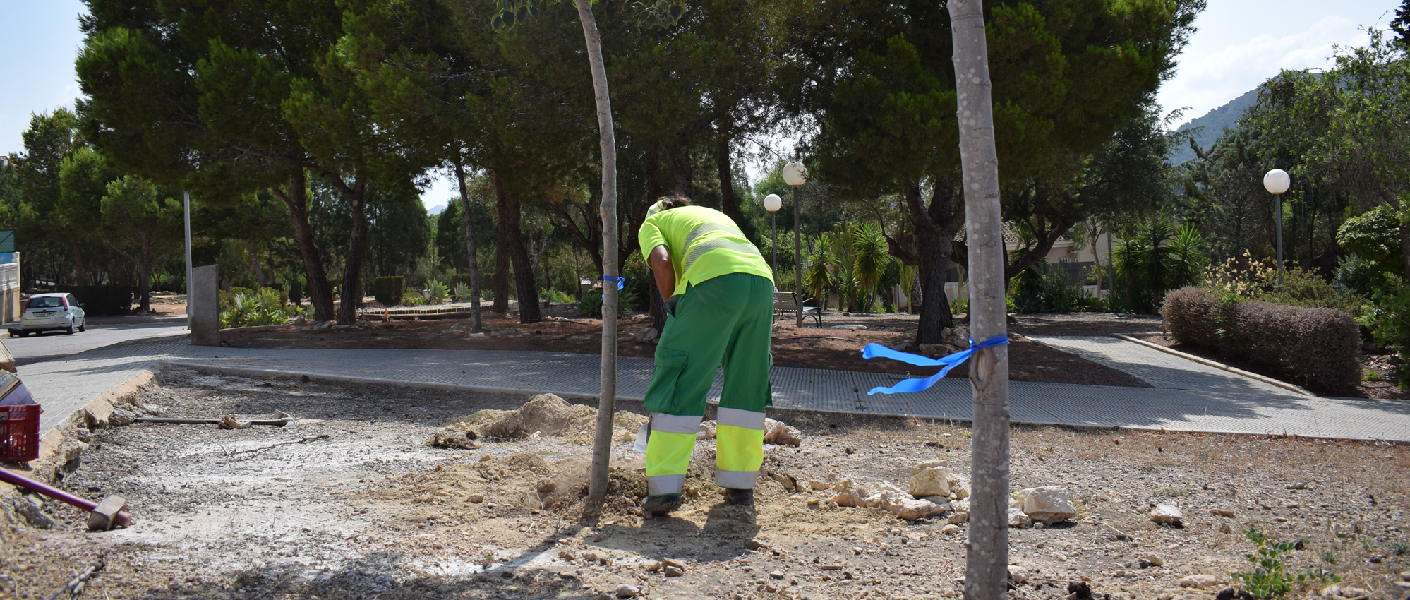 Cartagena renueva el arbolado deteriorado en distintos puntos del municipio
