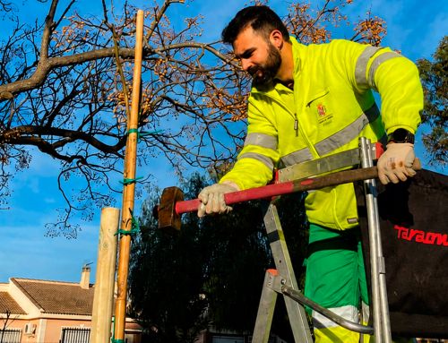 Cartagena suma más de 400 nuevos árboles en el primer semestre del año